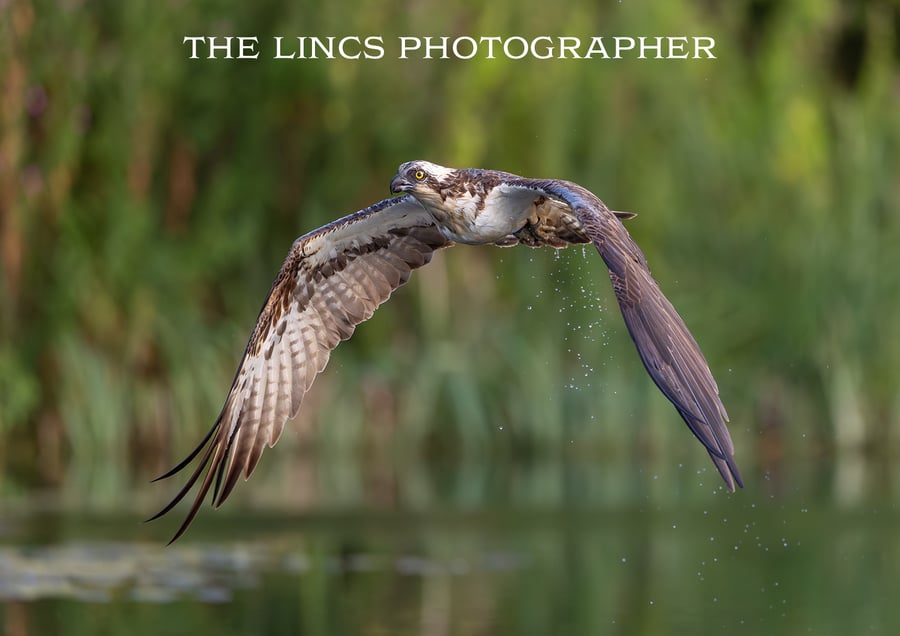 Osprey in flight print (Limited edition of 10)