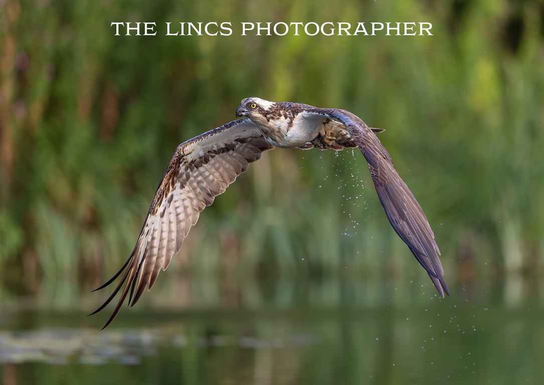 Osprey in flight print (Limited edition of 10)
