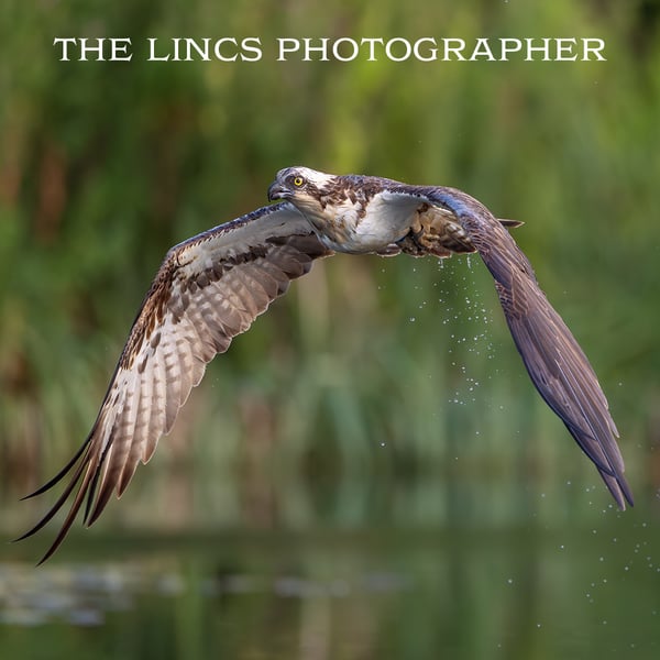 Osprey in flight print (Limited edition of 10)