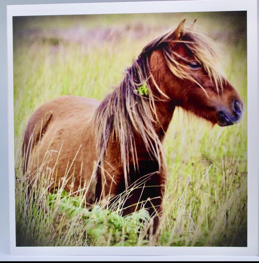Horse Greeting Cards Blank Horse Greeting Card Horse Photography Cards Wildlife 