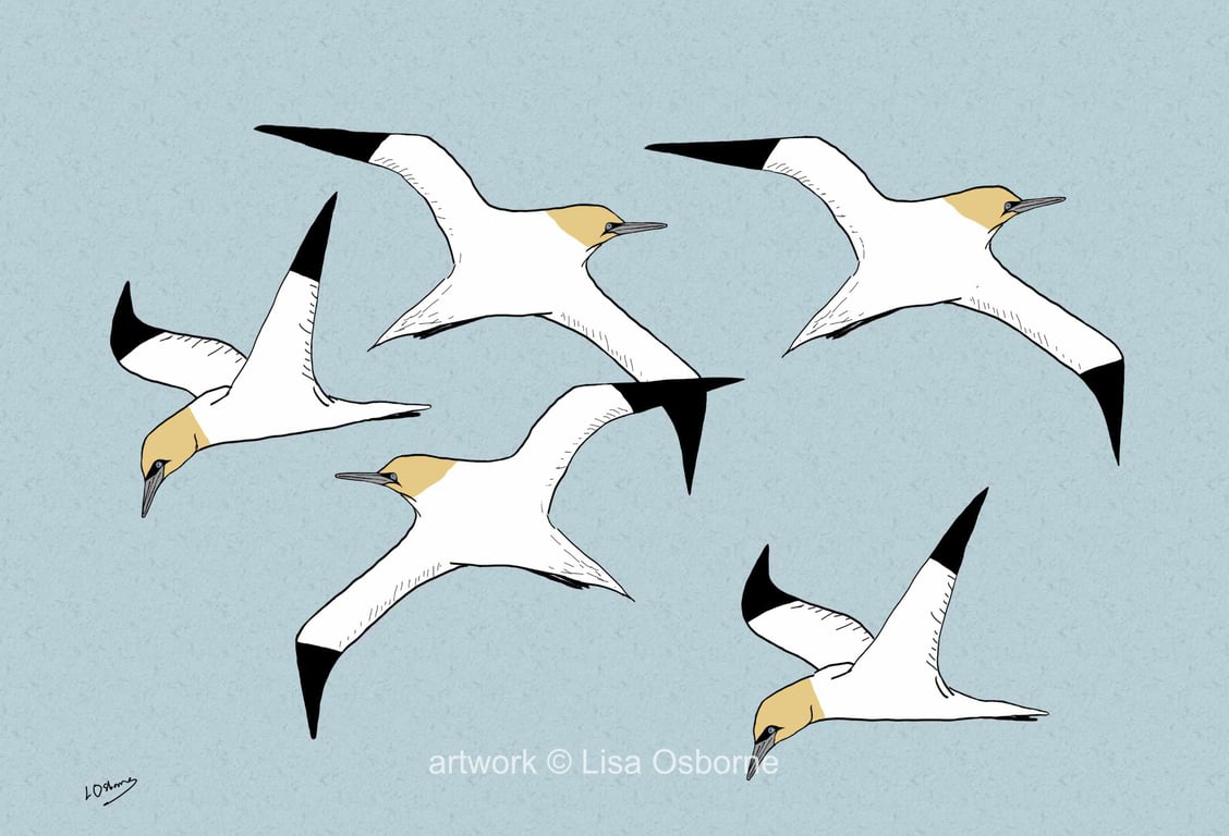 Gannets - sea birds - coastal birds - bird art print