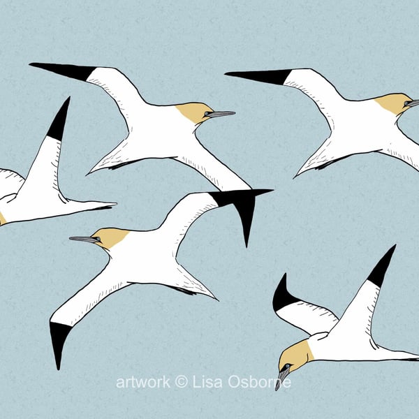 Gannets - sea birds - coastal birds - bird art print