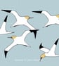 Gannets - sea birds - coastal birds - bird art print