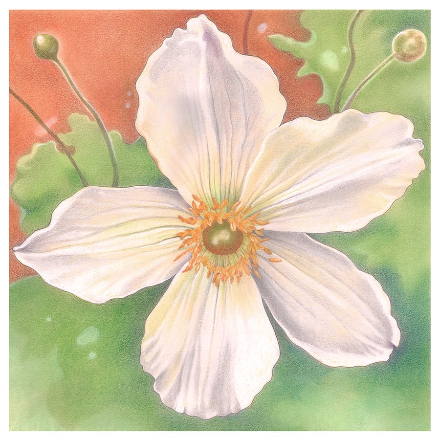 Floral Greeting card - white flower, anemone flower card 