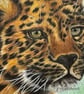 Original Amur Leopard Colour Pencil Drawing – A3 Wildlife Art - Image 2