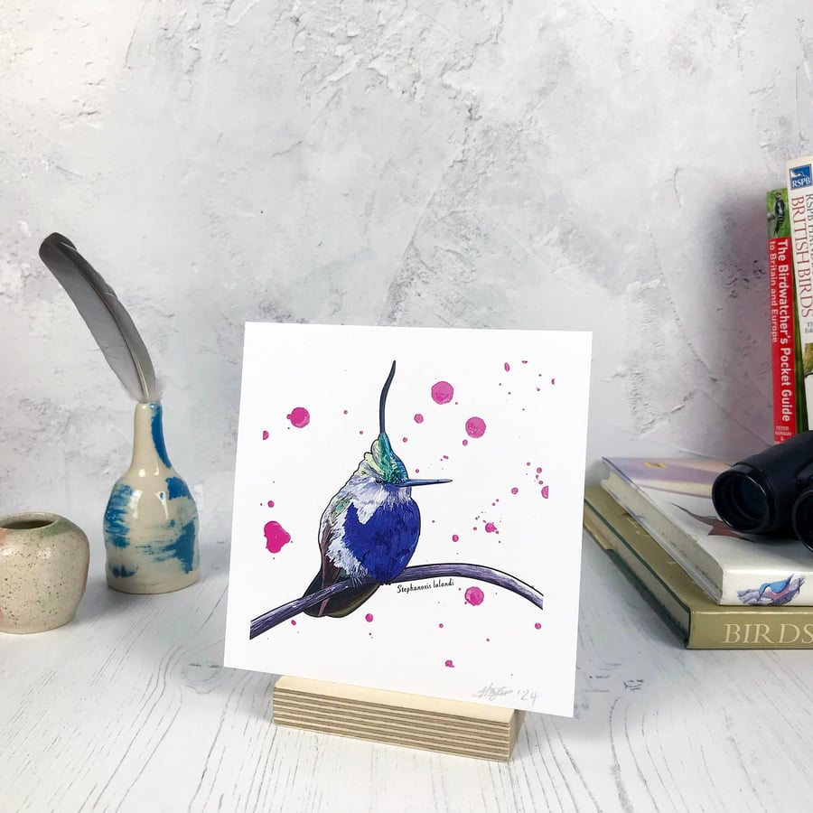 Green Crowned Plovercrest Bird Print