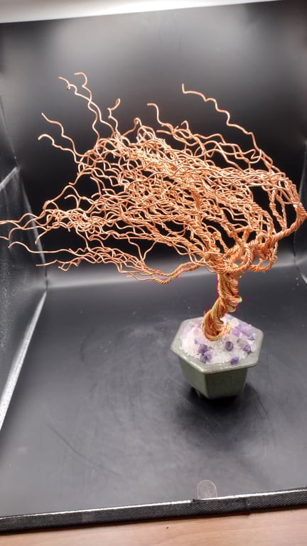 The golden aged coastal windswept hawthorn tree 