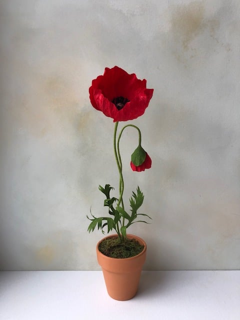 Paper poppy plant