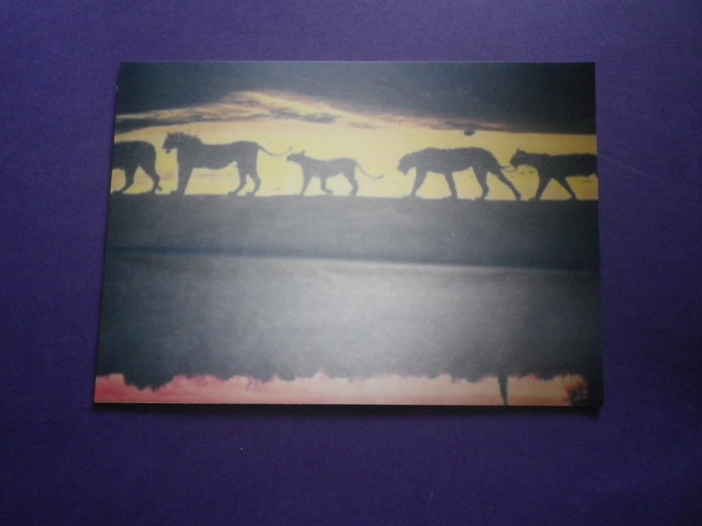 The Water Hole, A4 unfamed , mounted, free hook & easel 3511 free shipping