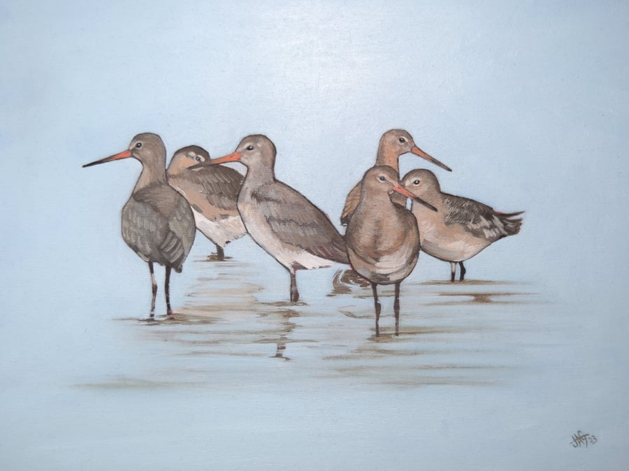 Black-tailed Godwits