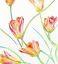 Tulip Flowers Botanical Watercolour Original Painting - Image 3