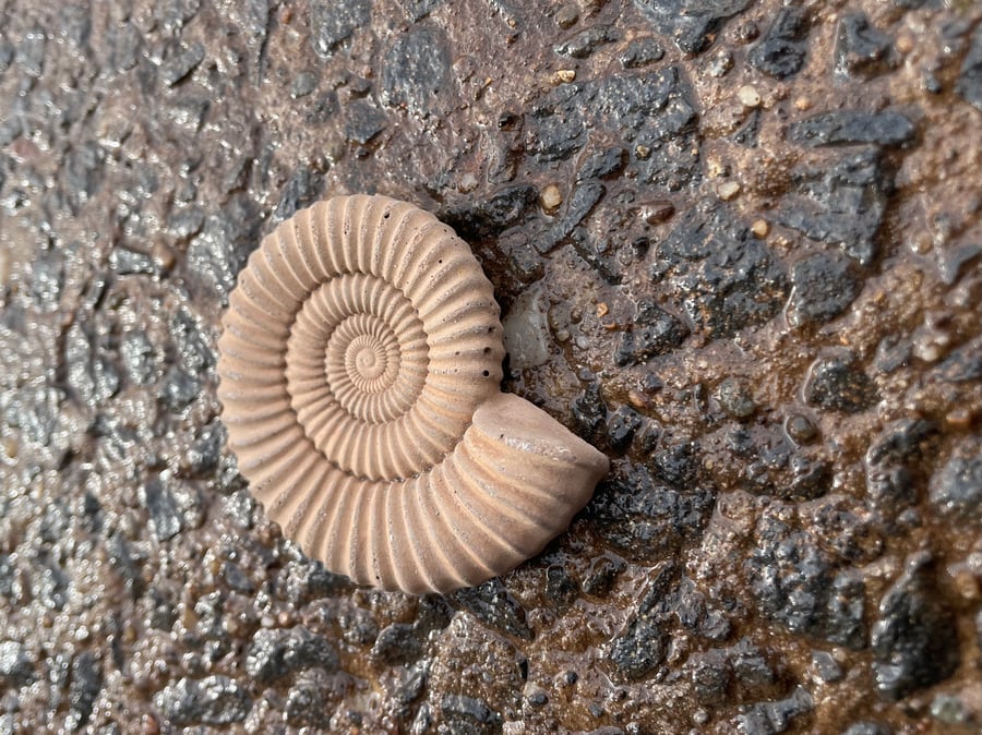  Ammonite Hand-CastFossil  detailed reconstituted stone ammonites design 2-11