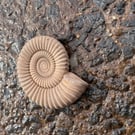 2-11  Ammonite Hand-CastFossil  detailed reconstituted stone ammonites design 