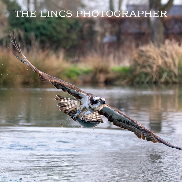 Osprey with trout print (Limited edition of 10)