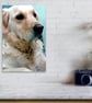 Golden Retriever Dog Portrait Photograph Print - Image 4