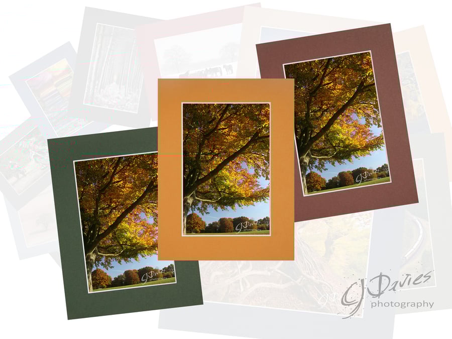 CJ020 - Autumn beech tree