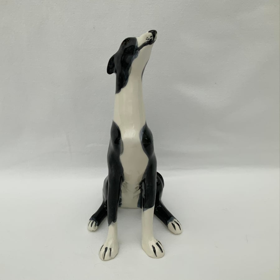 Black & White Sitting Greyhound