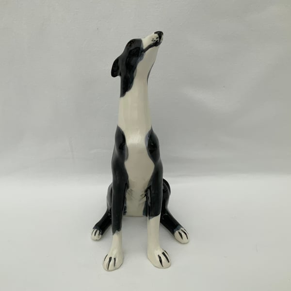 Black & White Sitting Greyhound