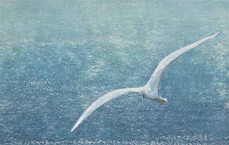 A gull gliding on a sea breeze over the ocean ready to frame art