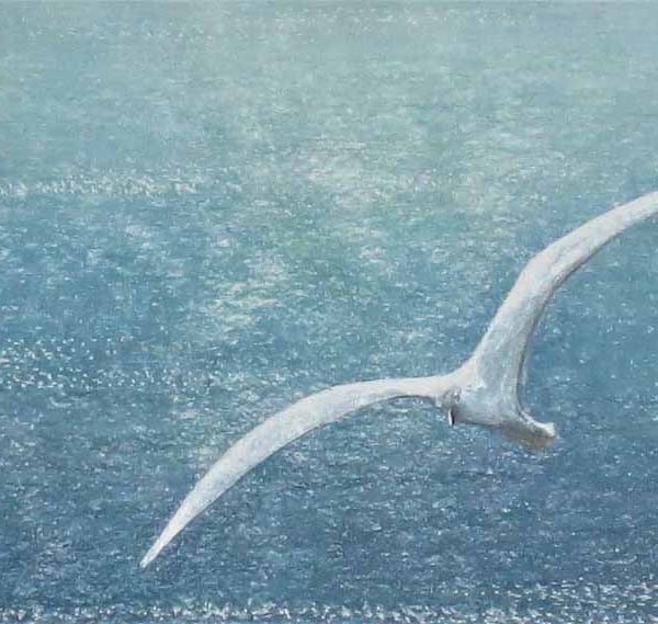 A gull gliding on a sea breeze over the ocean ready to frame art