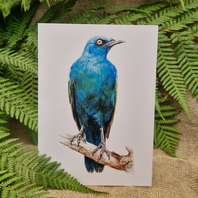 Cape starling card