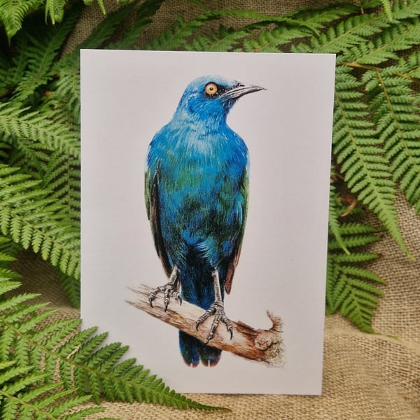 Cape starling card