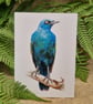 Cape starling card - Image 1