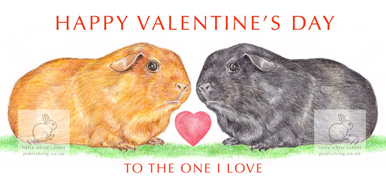 Guinea Pigs Nose to Nose -  Valentine Card