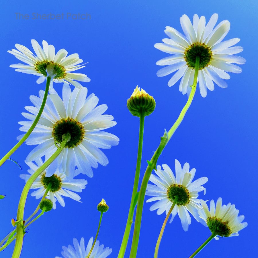 Daisies, a bee's eye view.  An 8 inches x 8 inches photograph.  20cm x 20cm.