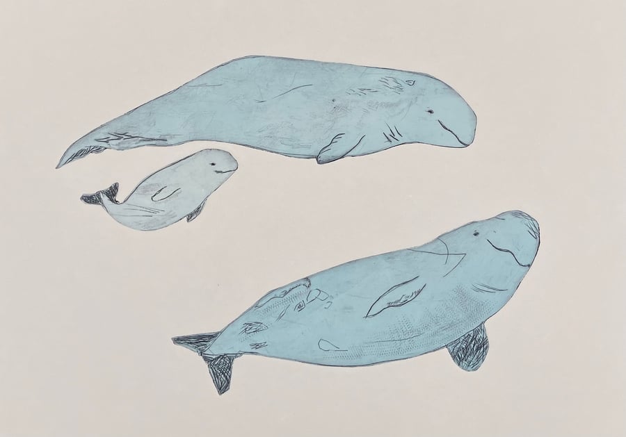 Beluga Whales