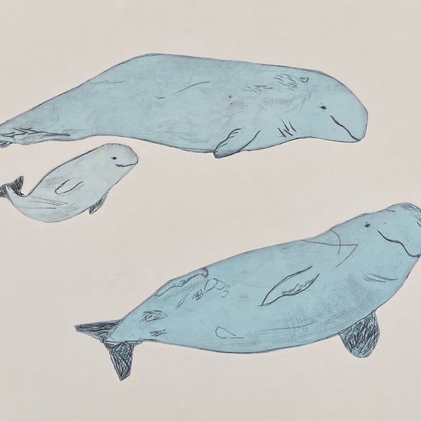 Beluga Whales