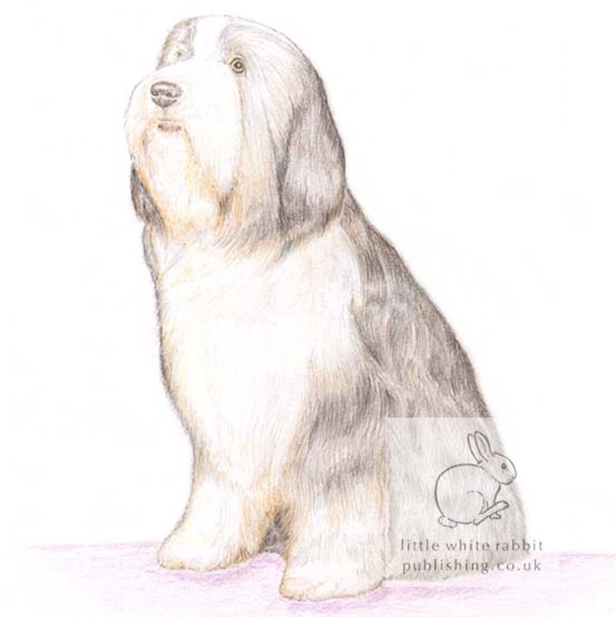 Sophie the Bearded Collie - Blank Card