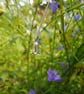 Harebell Necklace - Image 2