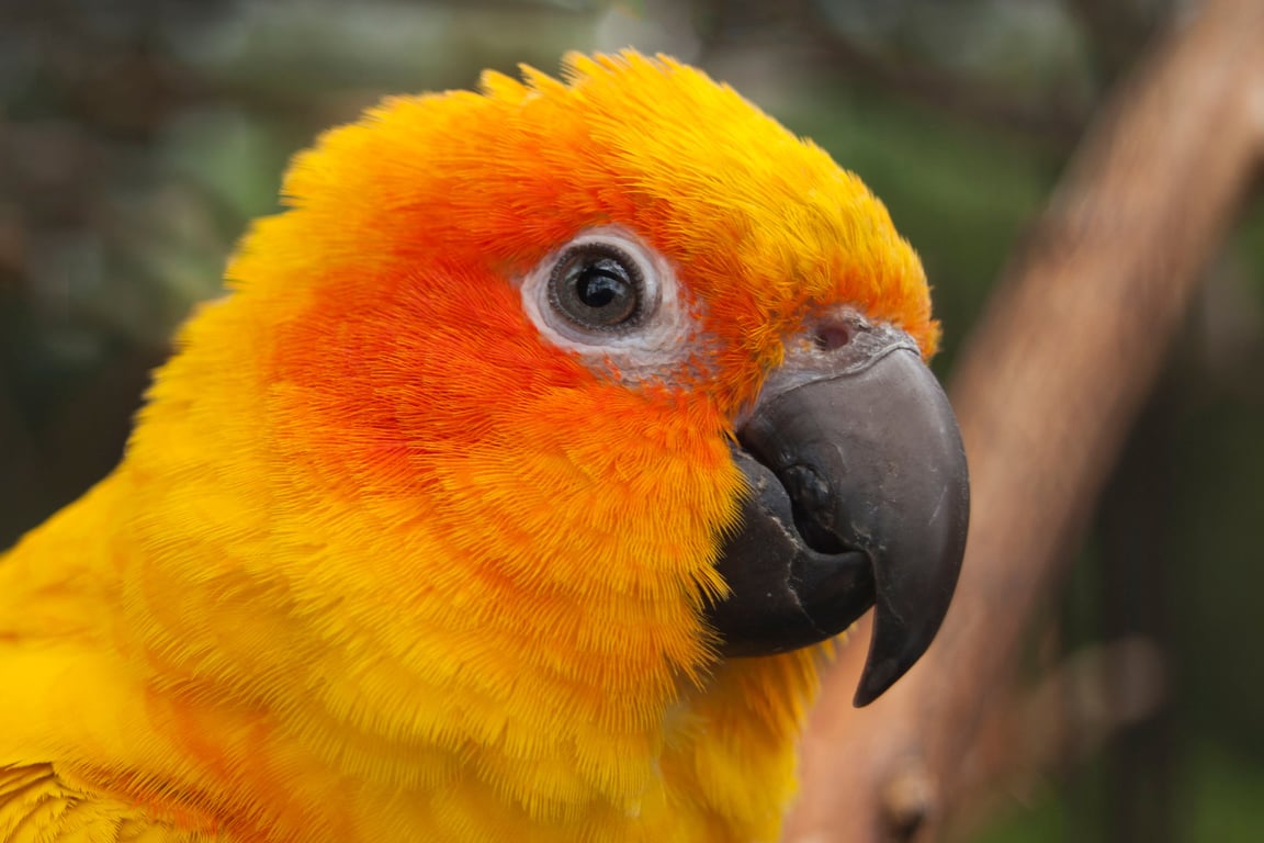 Whose a pretty boy (or girl) the ? Sun Conure parrot