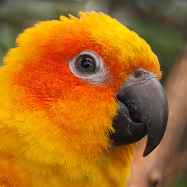 Whose a pretty boy (or girl) the ? Sun Conure parrot