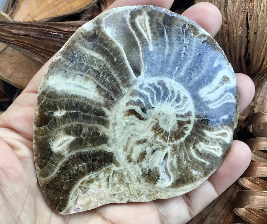 Substantial Polished Half Ammonite for Display, Crafting Project or Prop.