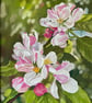 Apple blossom time - pastel painting