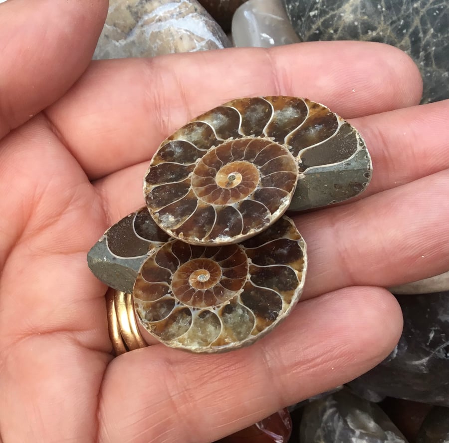 Beautiful Pair of Large Polished Ammonite Halves for Jewellery Making.