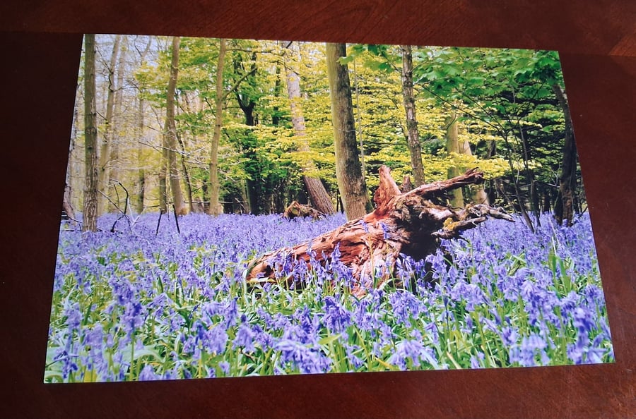 BLUEBELLS AND A LOG PHOTOGRAPH 