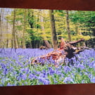 BLUEBELLS AND A LOG PHOTOGRAPH 