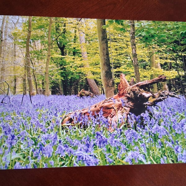 BLUEBELLS AND A LOG PHOTOGRAPH 