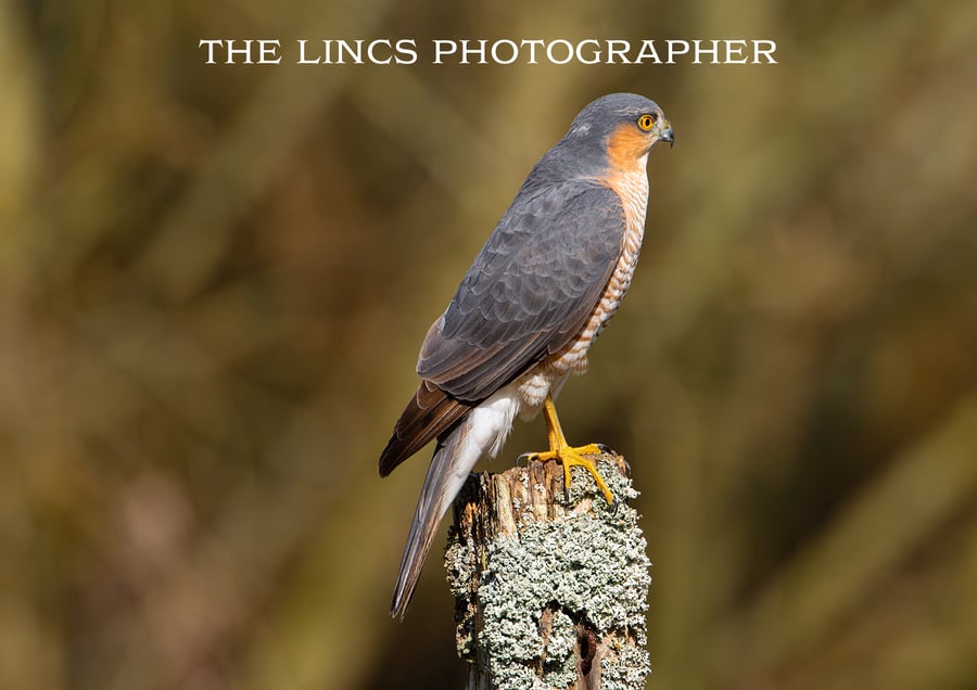 Male Sparrowhawk print (Limited edition of 10)