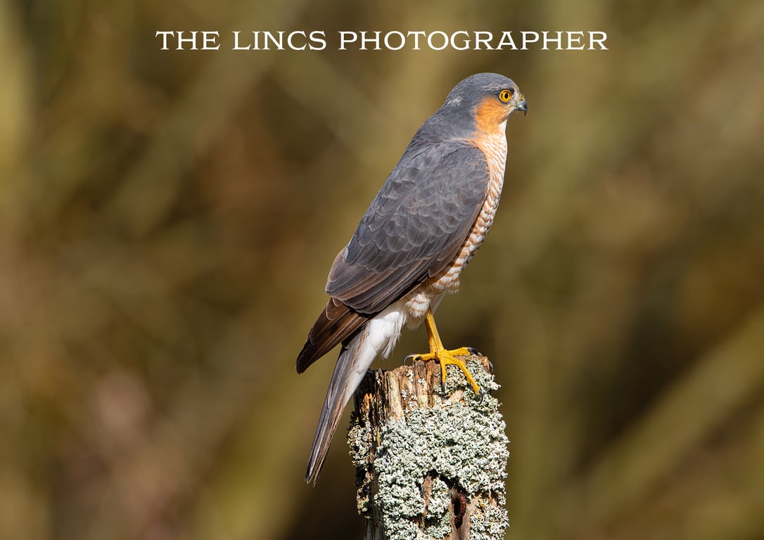 Male Sparrowhawk print (Limited edition of 10)