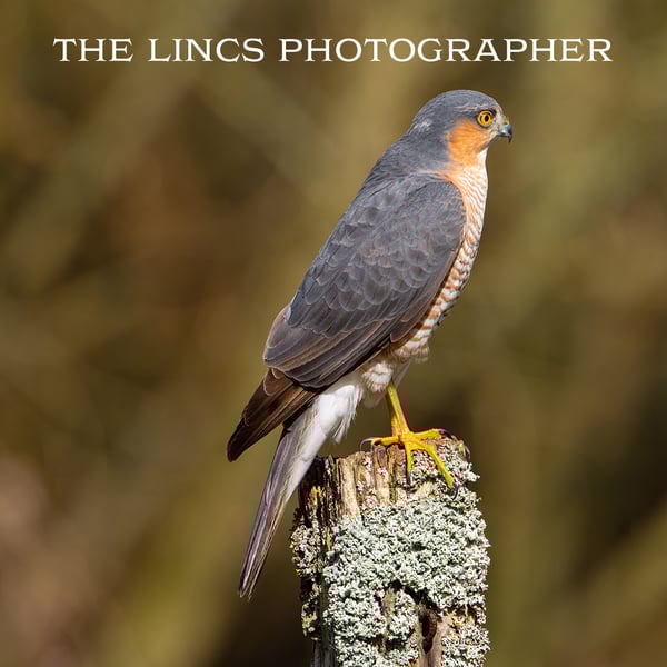 Male Sparrowhawk print (Limited edition of 10)