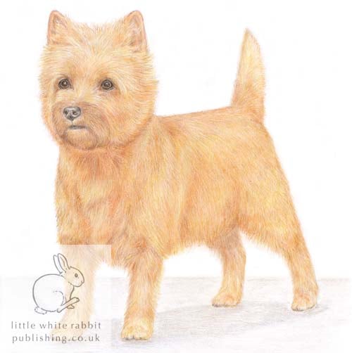 Paddy the Cairn Terrier - Blank Card