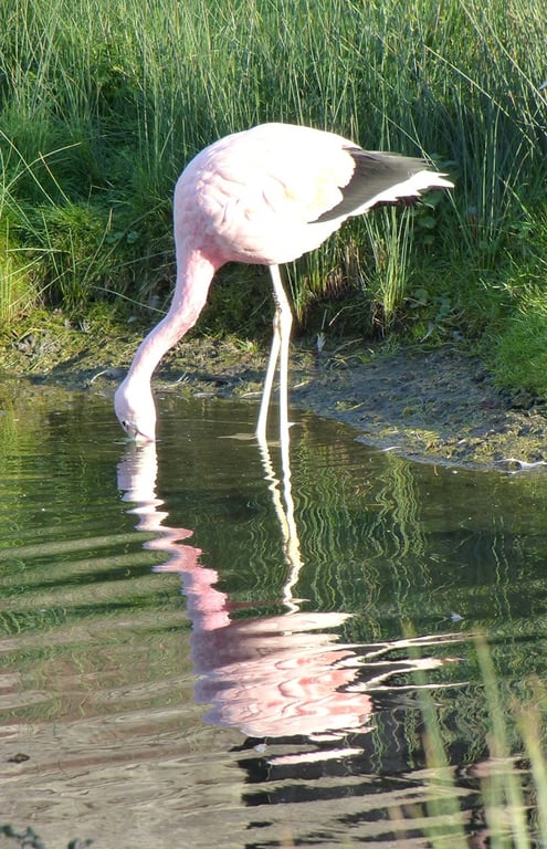 Flamingo