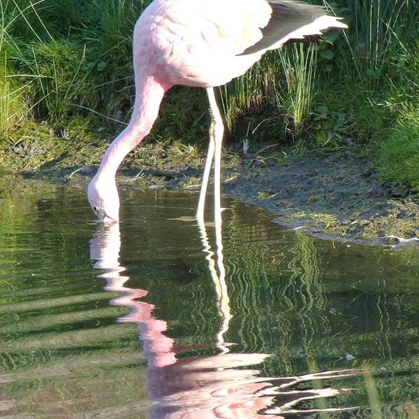 Flamingo