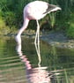Flamingo - Image 1