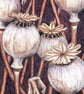Greetings Card - Blank - Poppy Seed Heads - Image 3