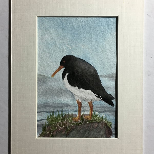 Lone oystercatcher original painting 